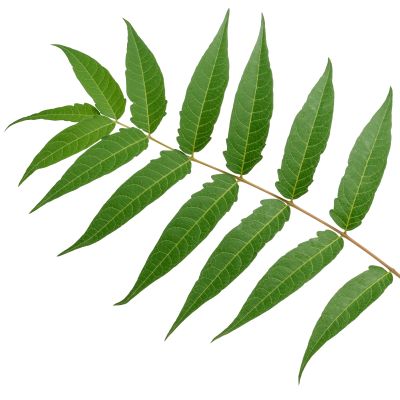 Niembaum (Neem)