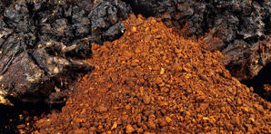 Chaga: schwarzes Gold aus Sibirien