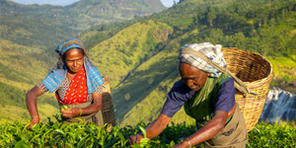 Tee-Reiseführer alias eine duftende Reise … auf Sri Lanka