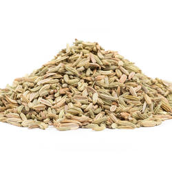 FENCHEL – Kräuter