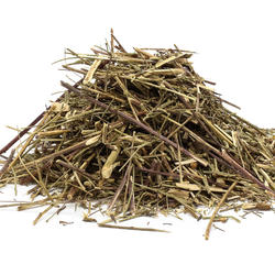 CANCHALAGUA – Kraut