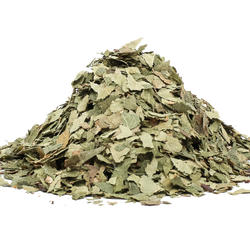 BIRKE Blatt (Folium betulae) – Kraut