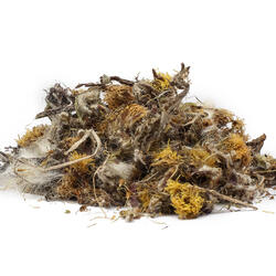 HUFLATTICHBLÜTEN  (Tussilago farfara) - Kraut