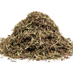 QUENDEL - KRAUT (Thymus serpyllum) - Krautige Pflanze